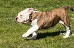 Bulldog pups, CDV (hondenziekte), Meerdere, Bulldog, 8 tot 15 weken
