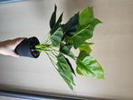 Plante artificielle en pot, Envoi, Neuf