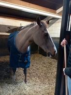 Recreatiepony, Animaux & Accessoires, Poneys, Jument, Poney de récréation, Vermifugé, 11 ans ou plus