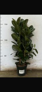 Rubberplant NIEUW, Jardin & Terrasse, Plantes | Arbres, Enlèvement
