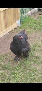 Brahma hen, Dieren en Toebehoren, Vrouwelijk, Kip