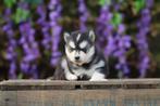 Mini Husky - Pomsky - Éleveur belge, Animaux & Accessoires, Chiens | Huskys, Loulous & Types primitifs, Plusieurs, Chien de traîneau