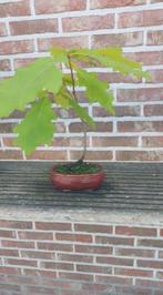 Bonsai Amerikaanse eik, Ophalen