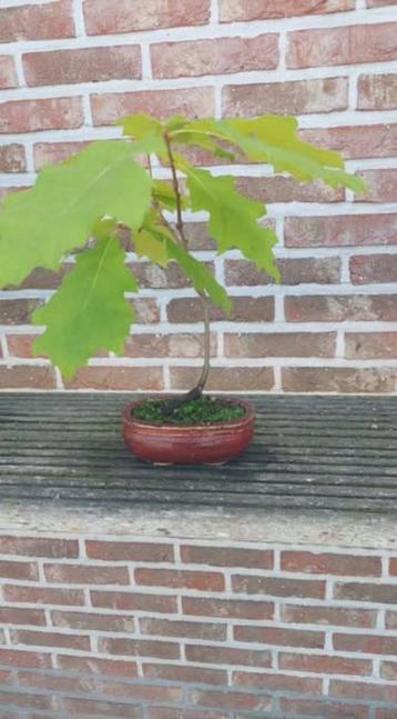 Bonsai Amerikaanse eik beschikbaar voor biedingen