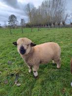 Hampshir down ramlam te koop, Dieren en Toebehoren, Mannelijk, Schaap, 0 tot 2 jaar