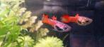 Guppy Endler Pink Panther * Oudenburg, Vis