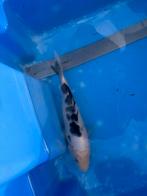 Japanse koi wit zwart, Dieren en Toebehoren, Vissen | Vijvervissen, Karper of Koi