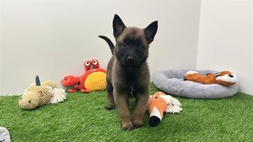 Nestje Mechelse herder pups beschikbaar voor biedingen
