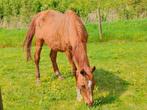 Ouder paard, 170 tot 175 cm, Recreatiepaard, 11 jaar of ouder, Merrie