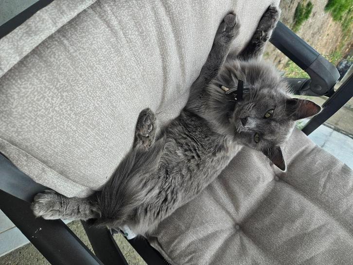 Maincoon, Diversen, Overige Diversen, Ophalen