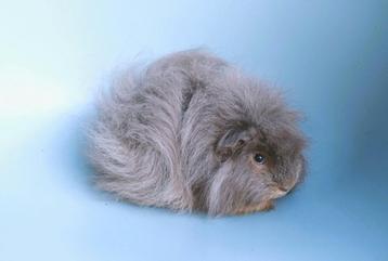 Mooie ch teddy cavia's beschikbaar voor biedingen