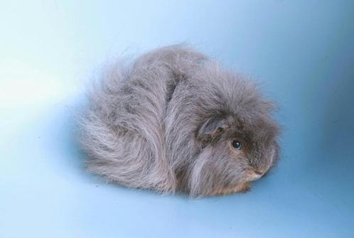 Mooie ch teddy cavia's, Dieren en Toebehoren, Knaagdieren, Mannelijk, Cavia, Januari, Tam