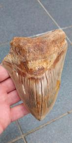 Grande dent de requin Megalodon, fossile de 13 cm, Enlèvement ou Envoi, Fossile