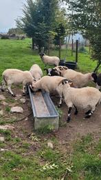 Schottis blackface ramlam, Dieren en Toebehoren, Schapen, Geiten en Varkens