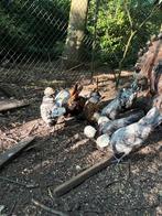 Padua broedeieren, Dieren en Toebehoren, Pluimvee, Kip