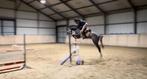 Halfzus 1.50m paard 4-jarige merrie (Chaiton F Z x Indoctro), Jument, Débourré, 3 à 6 ans, Cheval de saut