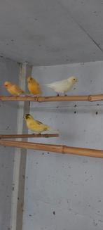 Kanaries, Dieren en Toebehoren