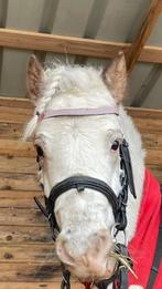 Zoekertje gezocht GRATIS!!!, Dieren en Toebehoren, Hengst, Zadelmak
