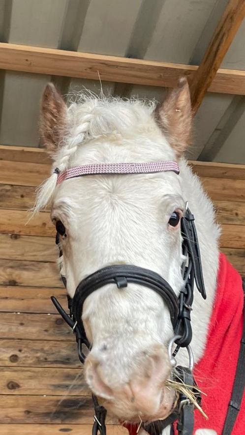 Zoekertje gezocht GRATIS!!!, Dieren en Toebehoren, Pony's, Hengst, Zadelmak