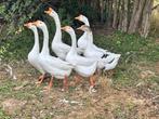 Chinese knobbelgans, Dieren en Toebehoren