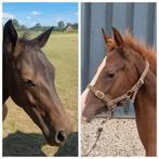 2 hele leuke d pony's, Dieren en Toebehoren, Pony's, Springpony, 0 tot 2 jaar, Hengst, D pony (1.37m tot 1.48m)