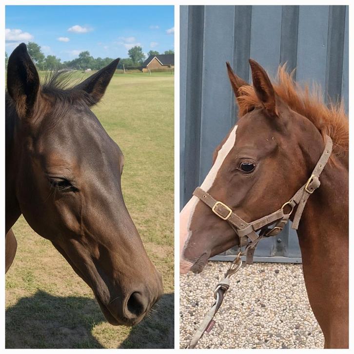 2 hele leuke d pony's, Dieren en Toebehoren, Pony's, Hengst, D pony (1.37m tot 1.48m), Springpony, 0 tot 2 jaar, Met stamboom