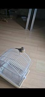 gloster kanarie Laatste prijs 200€ totaal 13 kanarie, Dieren en Toebehoren