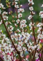 Prunus tomentosa-rijkbloeiende Nankinkers-eetbaar-bijenplant, Ophalen of Verzenden