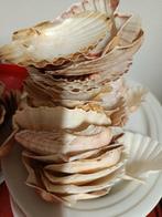 Sint jacobsschelpen, Ophalen