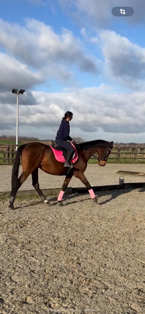 Paard te koop, Dieren en Toebehoren, Paarden