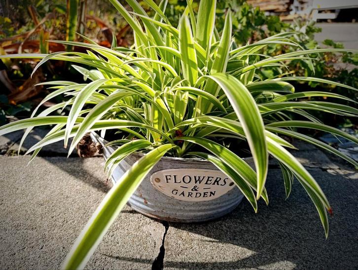 Volwassenen Graslelies in mooie Sierpot, nergens zo goedkoop, Tuin en Terras, Planten | Tuinplanten, Ophalen