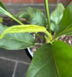 Anthurium Hookeri, Huis en Inrichting, Kamerplanten, Ophalen of Verzenden