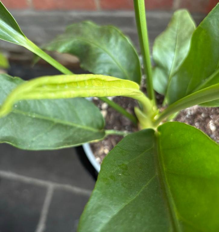 Anthurium Hookeri, Huis en Inrichting, Kamerplanten, Ophalen of Verzenden