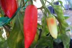 Paprika zaden FERENC TENDER (20 zaden), Voorjaar, Zaad, Verzenden, Volle zon