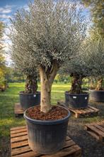 Mooi vertakte olijfbomen Olea Europaea - op voorraad, Tuin en Terras, Ophalen