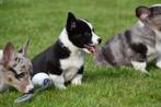 Welsh Corgi Cardigan pups te koop - Ouders aanwezig, België, CDV (hondenziekte), 8 tot 15 weken, Meerdere