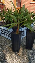 Trachycarpus fortunei 24x in krat, Tuin en Terras, Ophalen