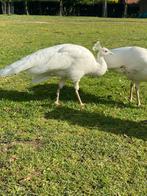 Witte pauw haan, Dieren en Toebehoren