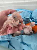 * Mooncheeck en Suncheeck * Jonge Pyrrhurra’s, super tam, Dieren en Toebehoren, Vogels | Parkieten en Papegaaien, Parkiet, Pratend