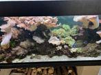 Zeeaquarium met toebehoren als coralen, Dieren en Toebehoren, Ophalen, Gebruikt, Gevuld zeewateraquarium