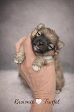 Pomeranian(pomeriaan) puppy’s, Hépatite contagieuse (maladie de Rubarth), Autres races, 8 à 15 semaines, Plusieurs