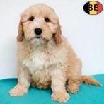 Vrolijke Cockapoo-puppy’s vol zachtheid te koop, België, CDV (hondenziekte), 8 tot 15 weken, Meerdere