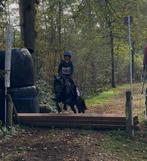 A pony merrie 15 jaar, Dieren en Toebehoren, Merrie