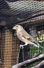 hybride van Distelvink x Groenling, Dieren en Toebehoren, Vogels | Overige Vogels, Vrouwelijk, Wildzangvogel, Geringd