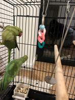 Two parrots with cage setup for sale, Dieren en Toebehoren, Vogels | Parkieten en Papegaaien, Parkiet