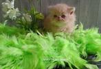Speels Perzisch kitten katertje, Kater, Gechipt