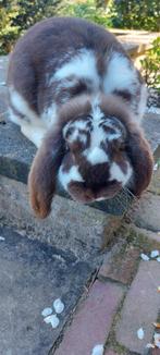 Franse hangoor ram HAVANNA bont, Mannelijk, Groot, Hangoor, 0 tot 2 jaar