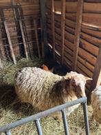 Houtlandschaap ooi, Dieren en Toebehoren, Schapen, Geiten en Varkens, Vrouwelijk, Schaap, 0 tot 2 jaar