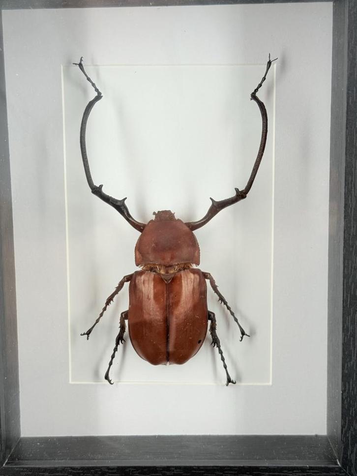 Hertkever in lijst - Wildernis Atelier, Verzamelen, Dierenverzamelingen