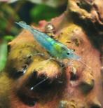 Blue Jelly garnalen, Dieren en Toebehoren, Vissen | Aquariumvissen, Kreeft, Krab of Garnaal, Zoetwatervis